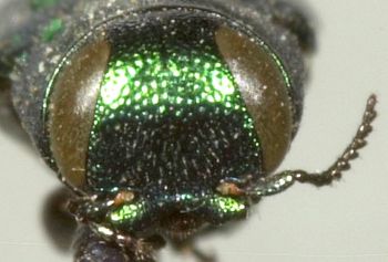 Media type: image;   Entomology 33798 Aspect: head frontal view